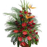 鱦ʻٵ